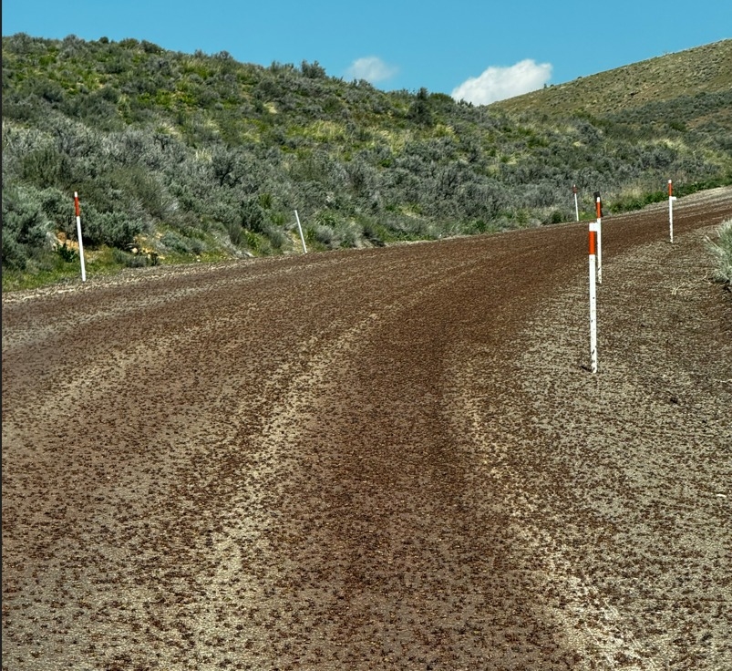 Mormon Crickets Hwy 225 May 2024.jpg