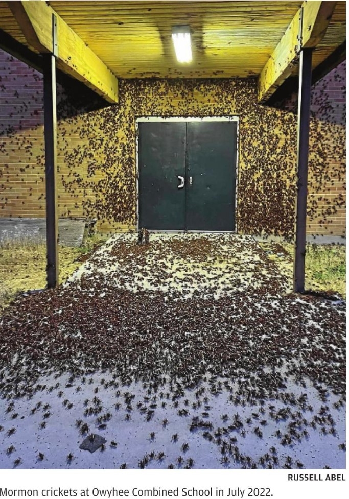 Morrmon crickets Owyhee school.jpg