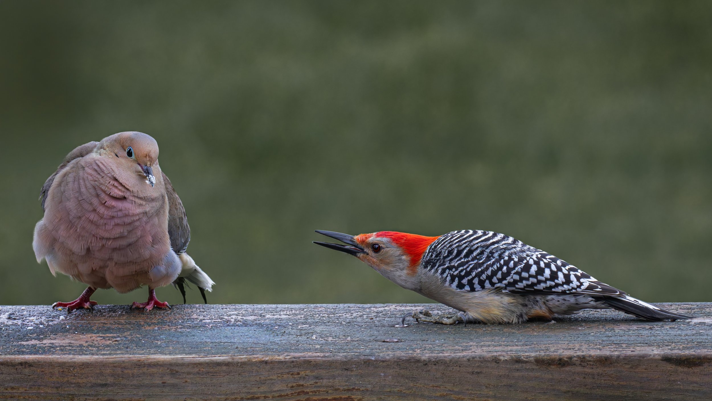 Mourning dove and woodpecker.jpg