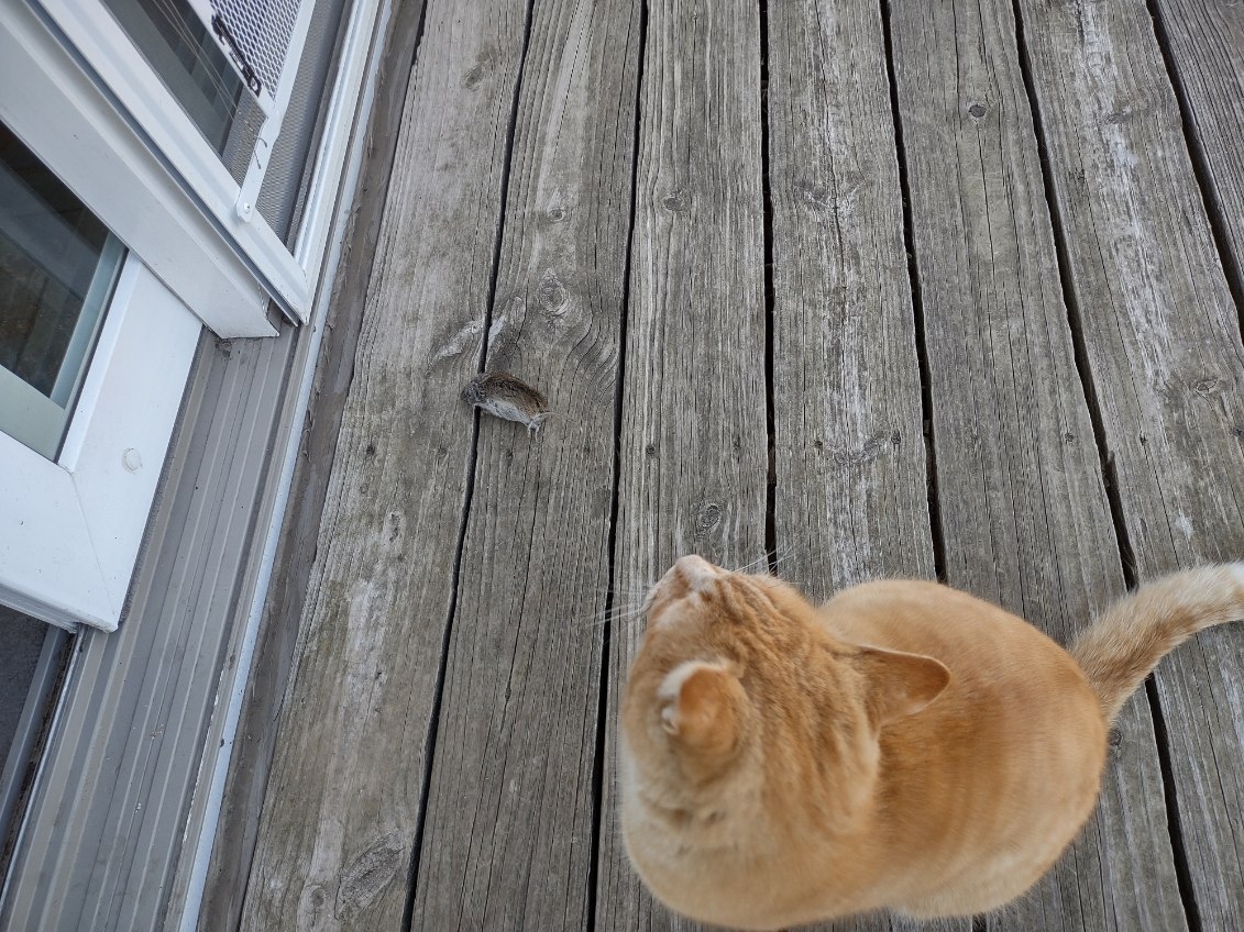 mouser.jpg