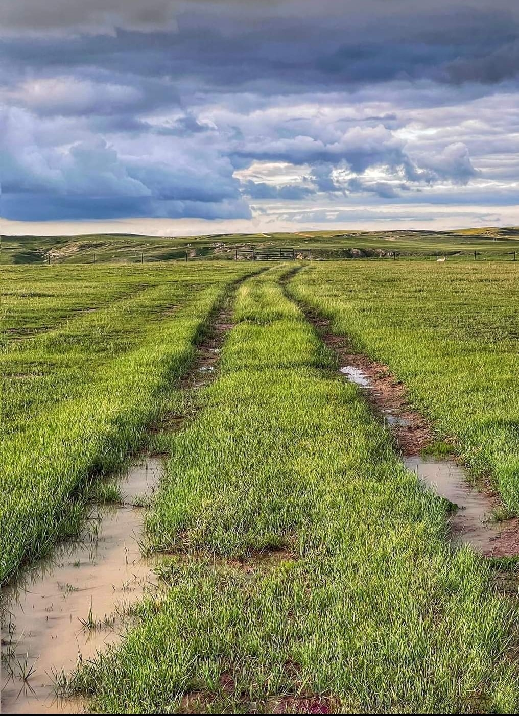 Muddy prarie.jpg