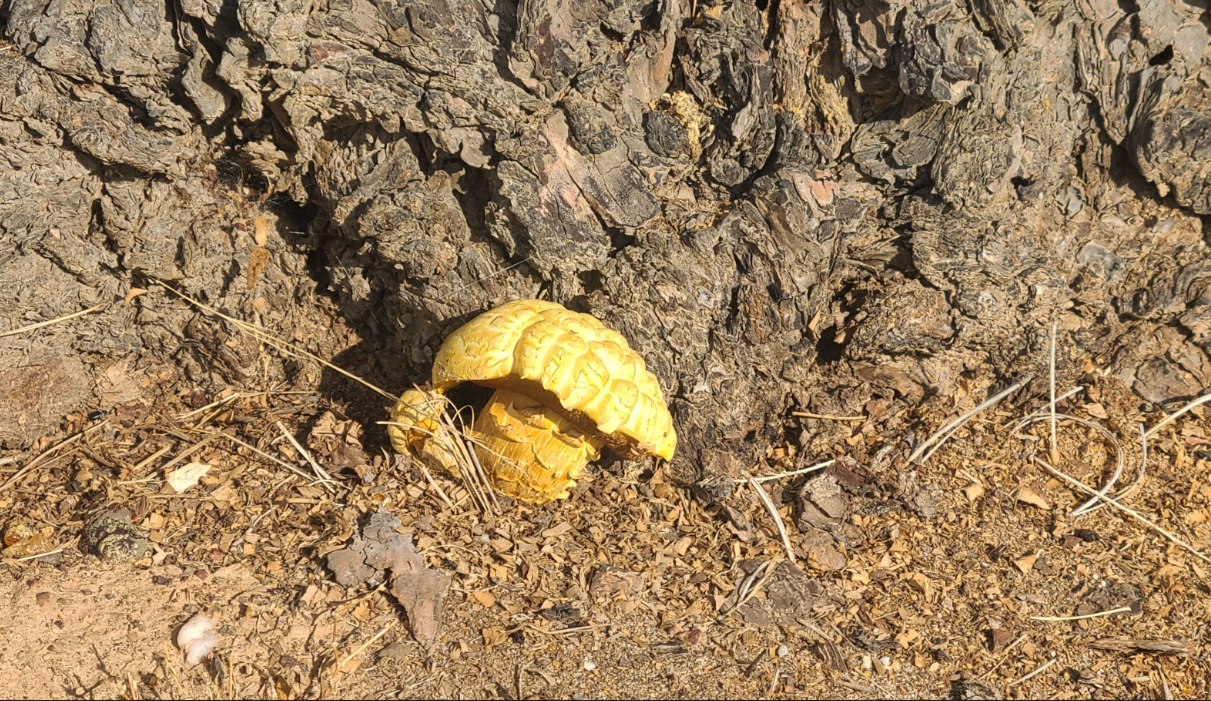 mushroom.png