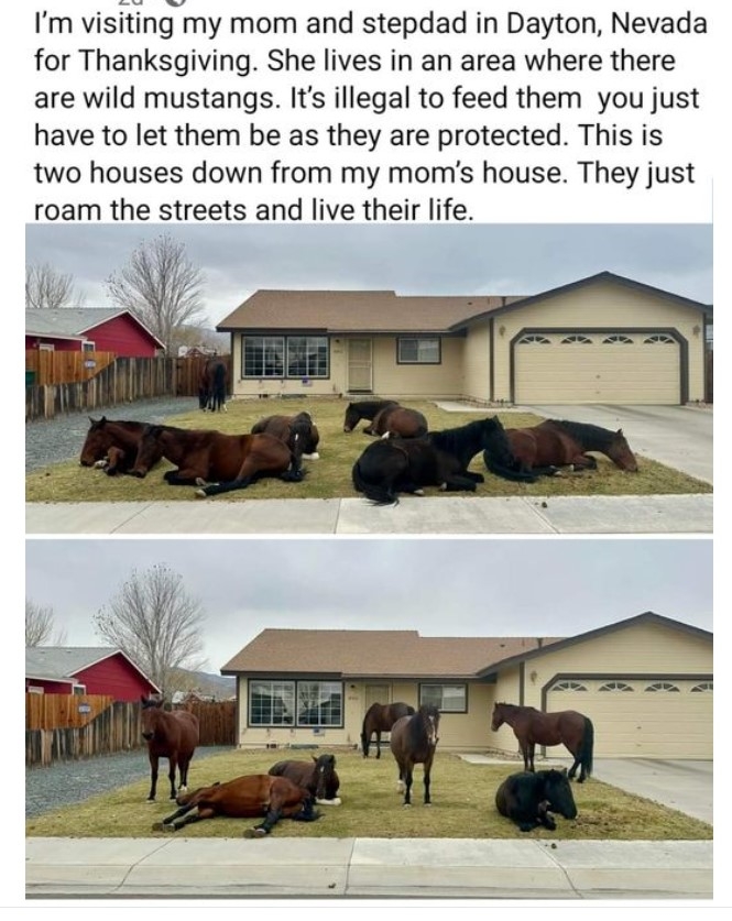 Mustangs in Dayton.jpg