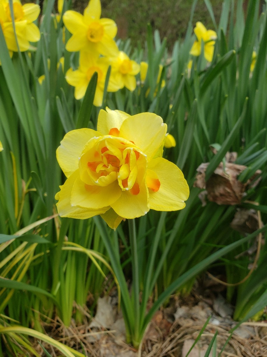 newtulip_20210416_102126.jpg