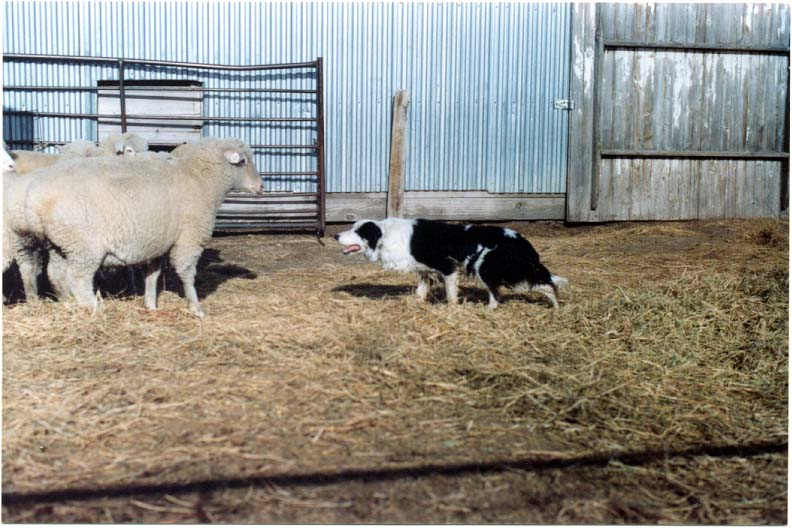 OJ in the stock yard.(ES).jpg