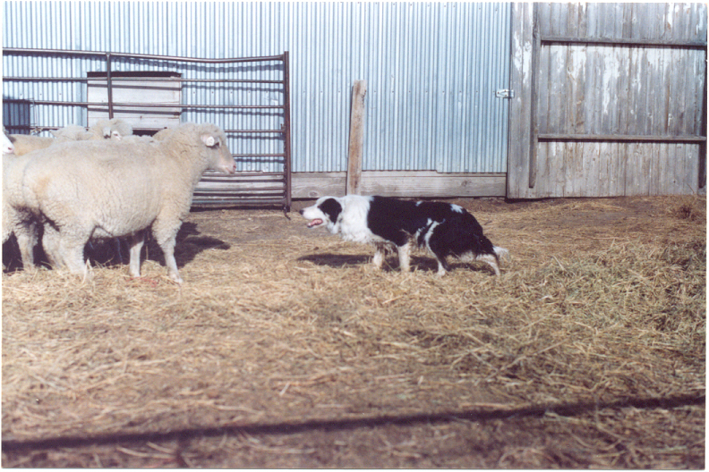OJ in the stock yard.jpg
