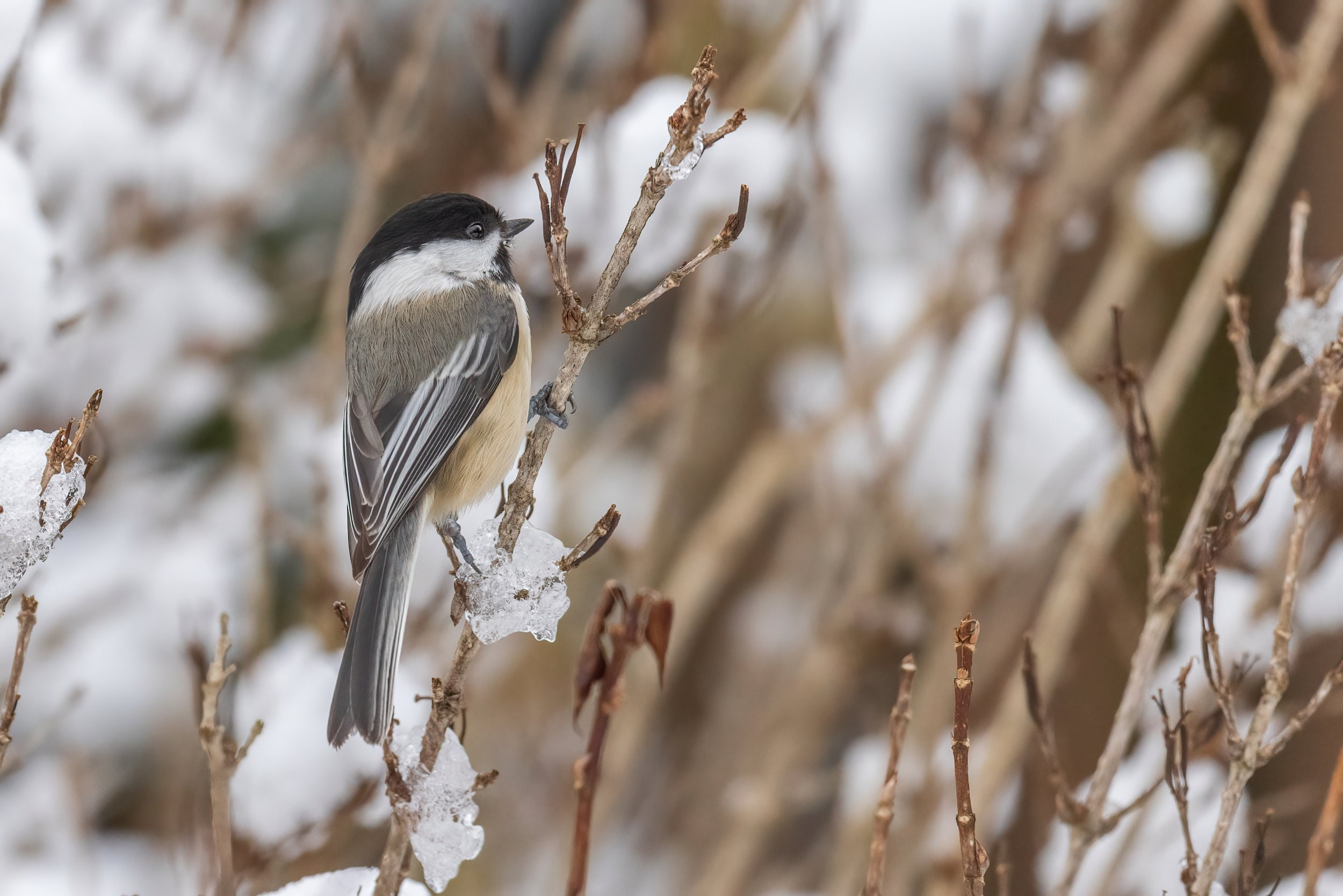 One toe chickadee.jpg