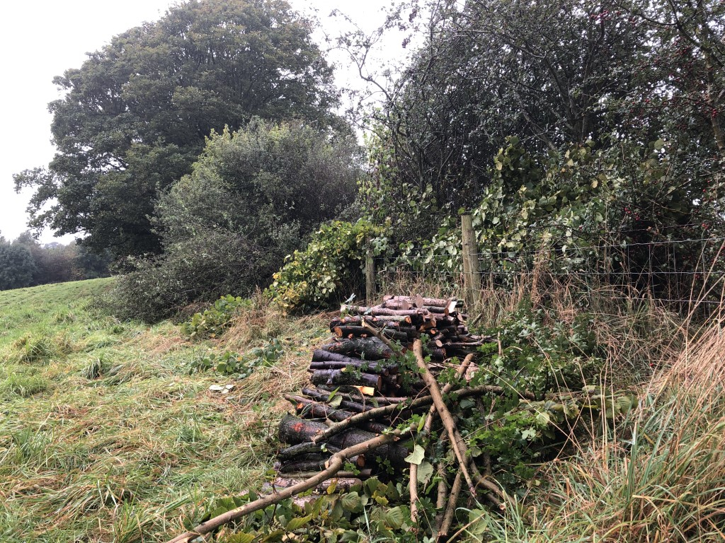 overgrown hedge.JPG