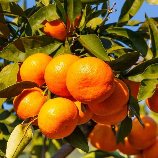 owari_satsuma_mandarin_600x600.jpg
