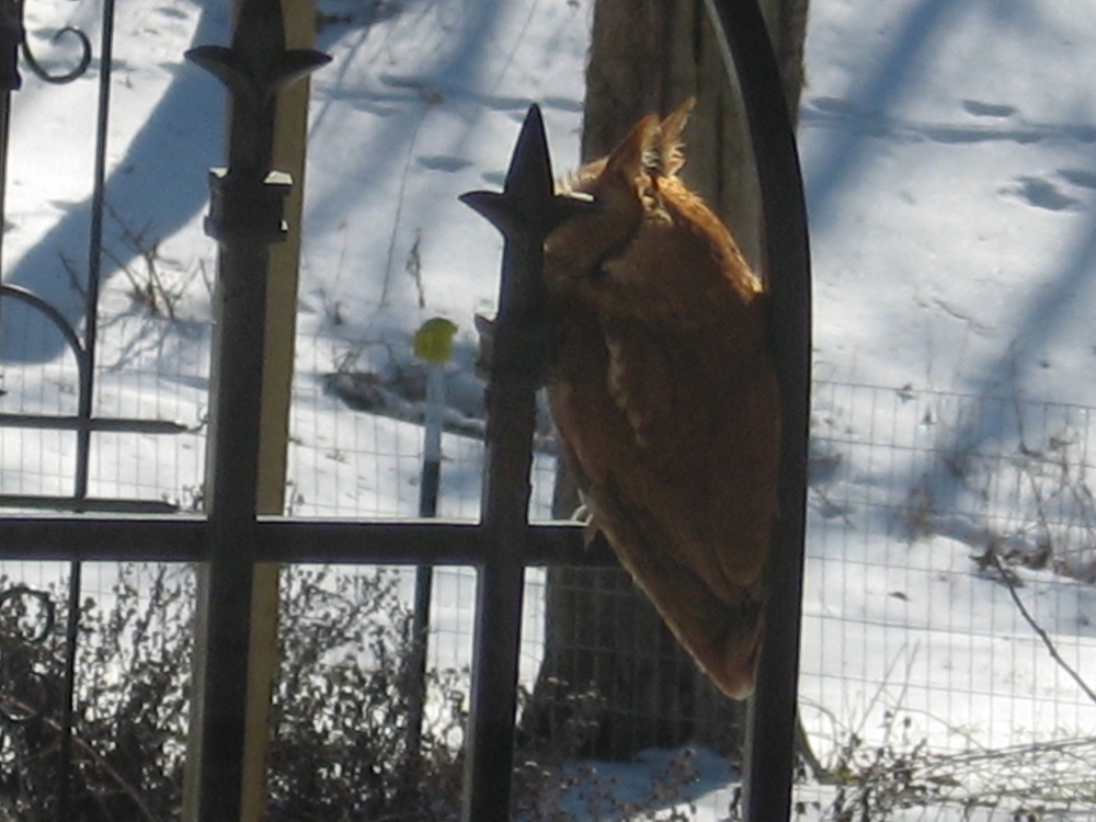 Owl 0009.resized.JPG