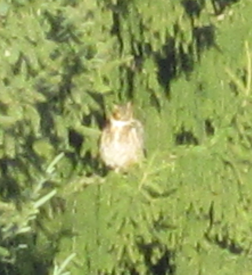 owl zoomed.jpg