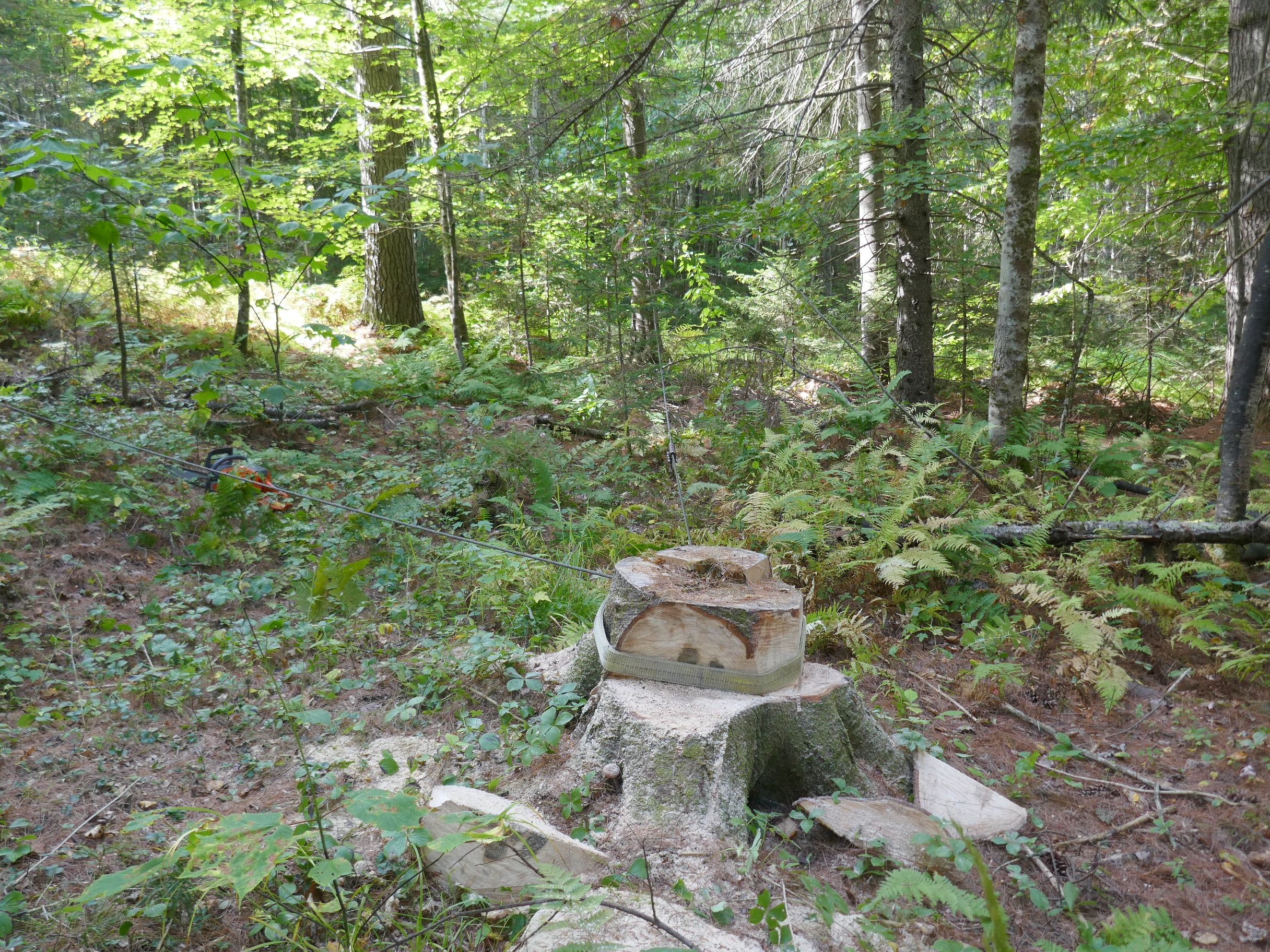 P1000724.JPG