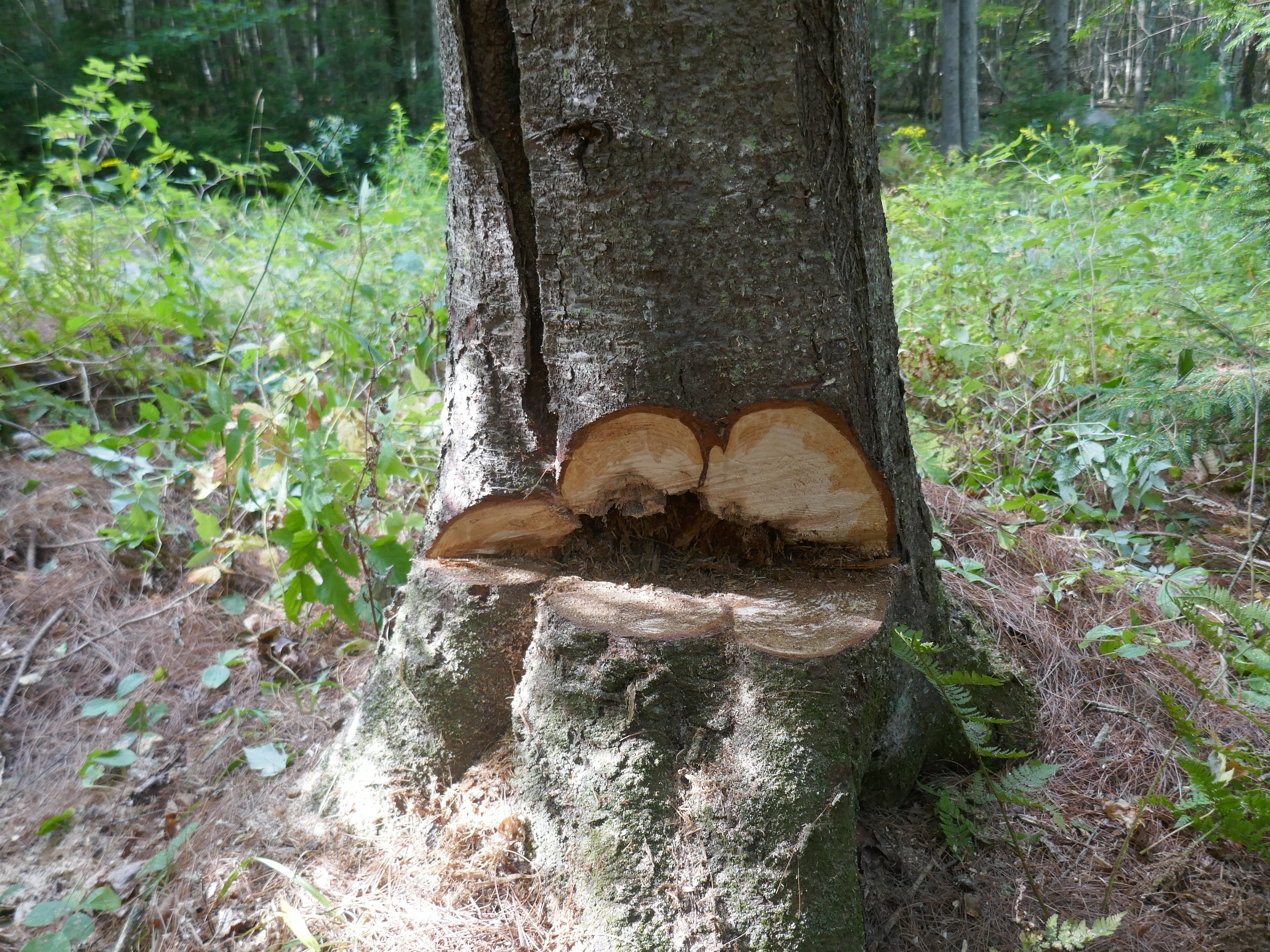 P1000725.JPG