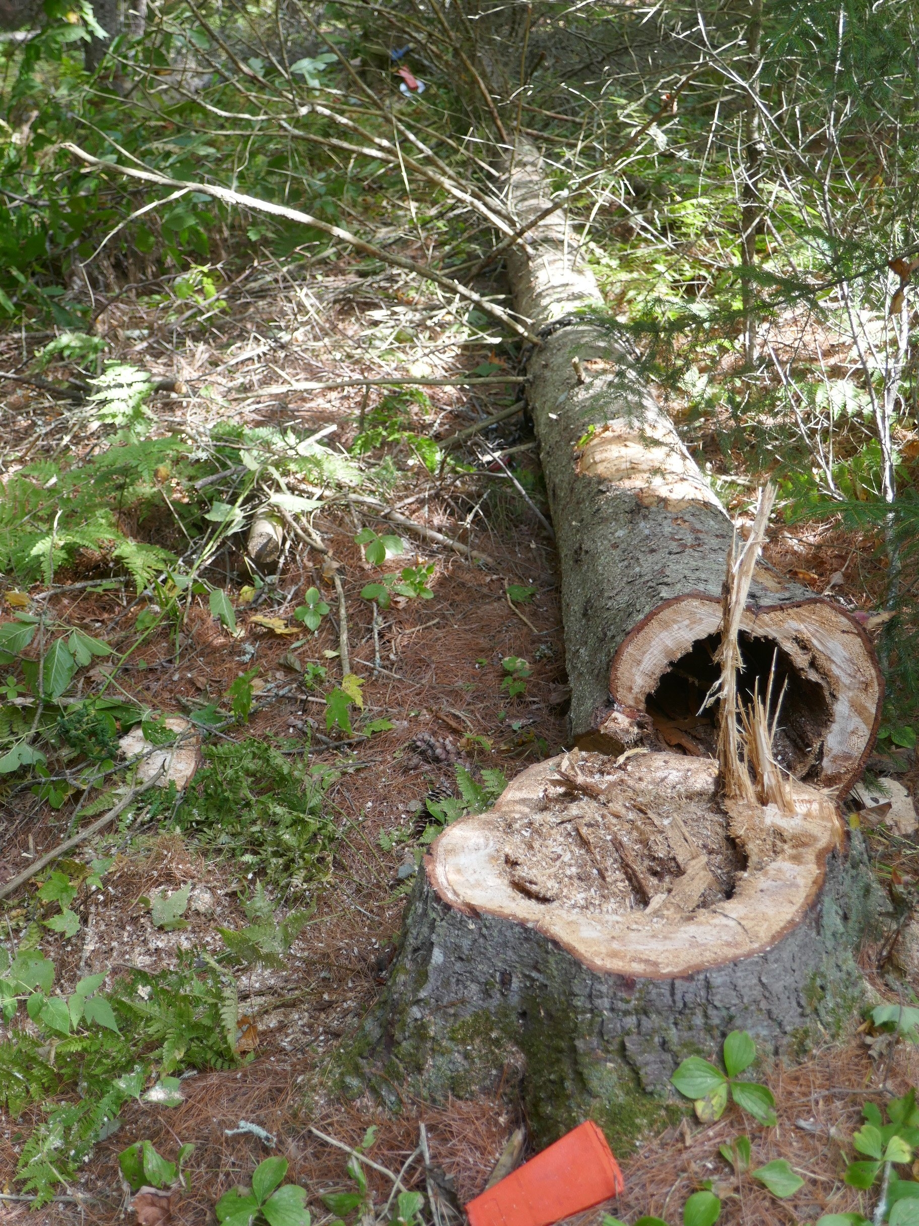 P1000727.JPG