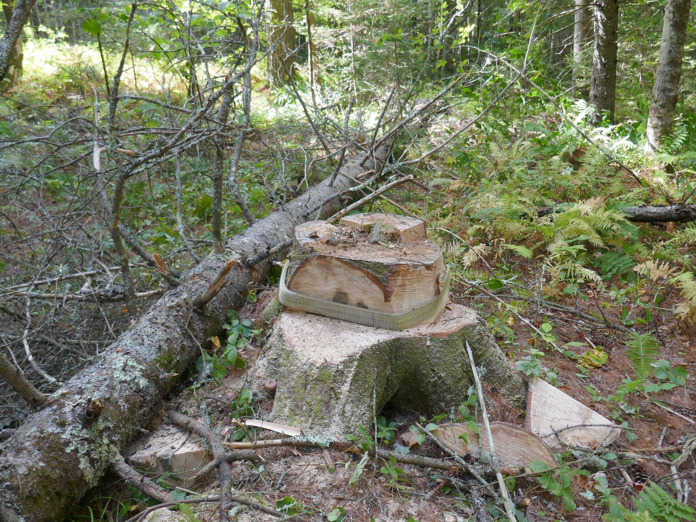 P1000728.JPG