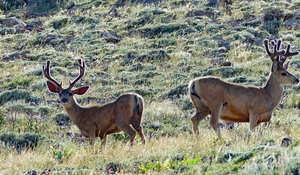 P1000991epr.jpg