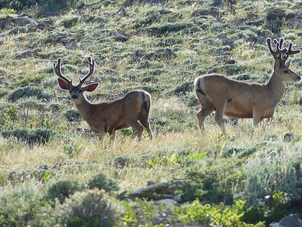 P1000991rtbn6-17-25.jpg