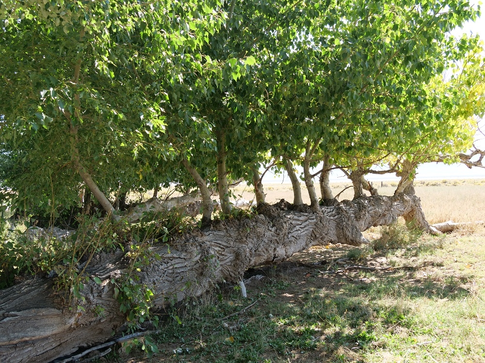 P1003807rtbn5-12-25.jpg
