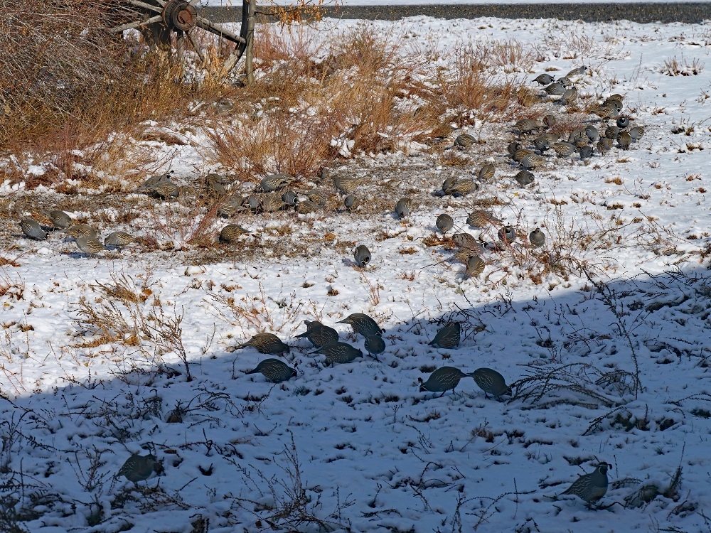 P1010144ertbn11-12-24.jpg