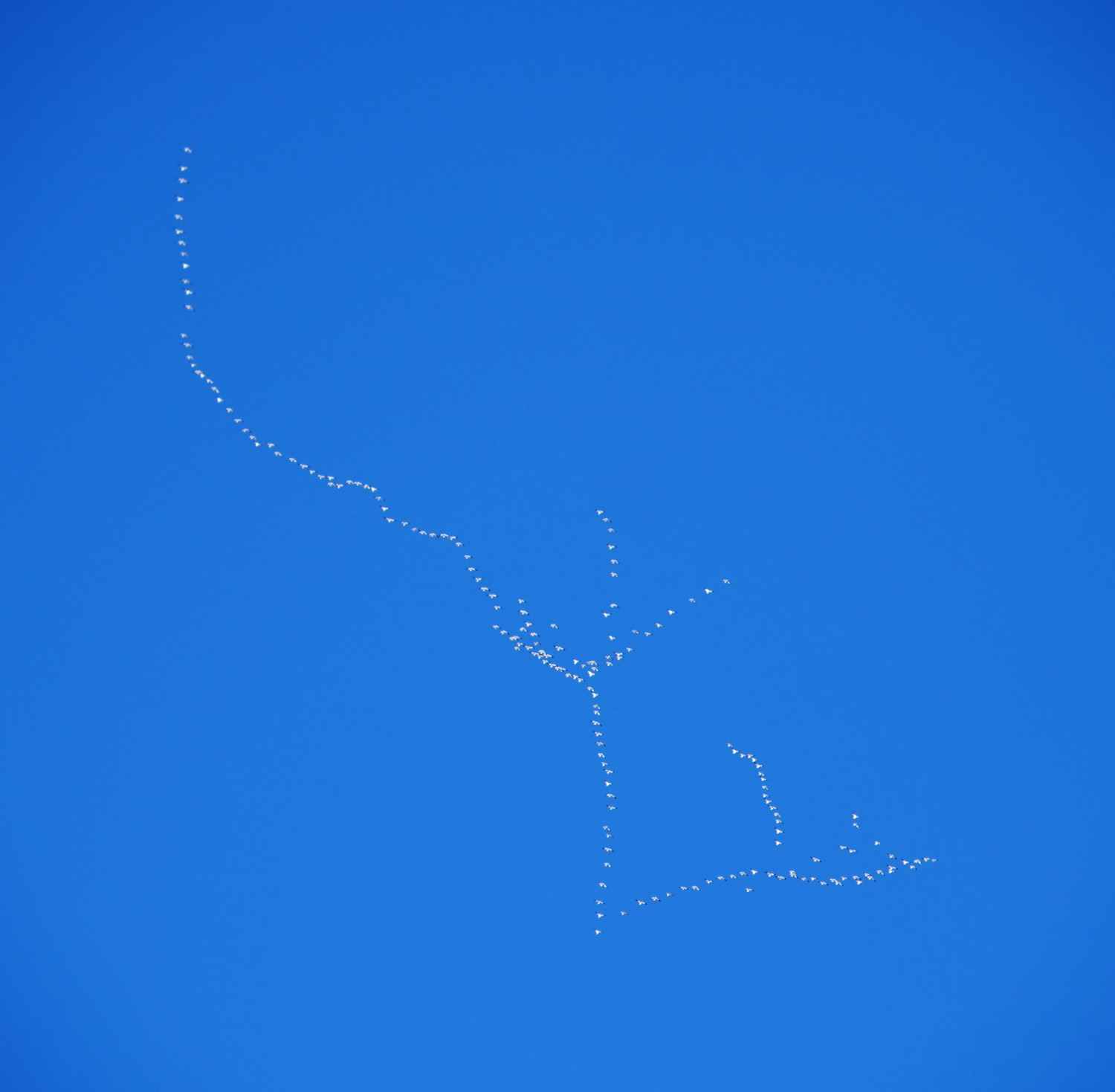 P1012780rtbn.jpg