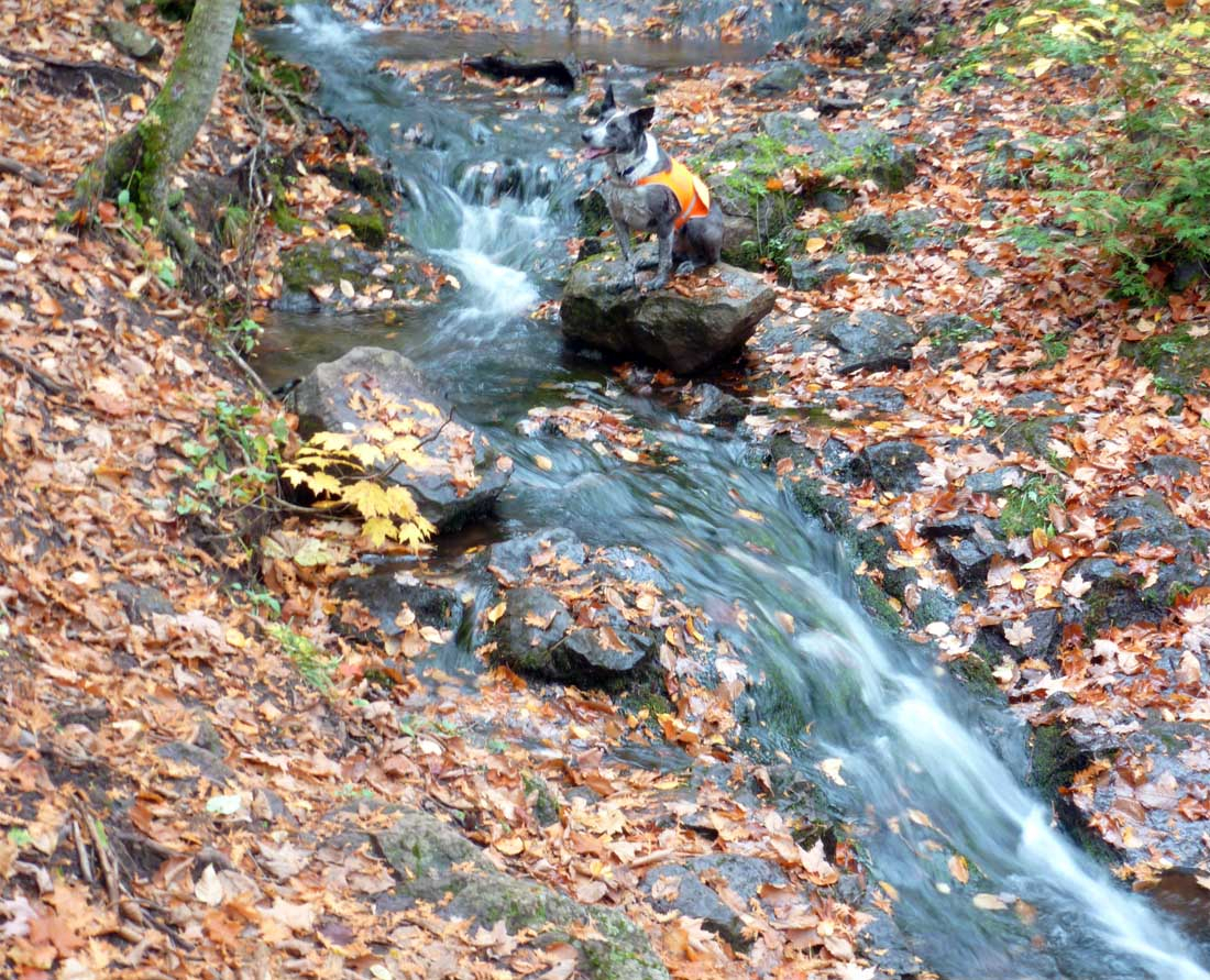 P1020185.jpg