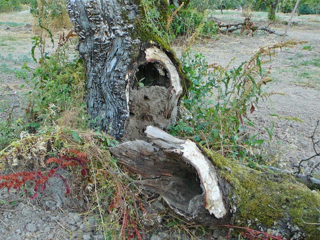 p1020722rgophersintree-jpg.57323