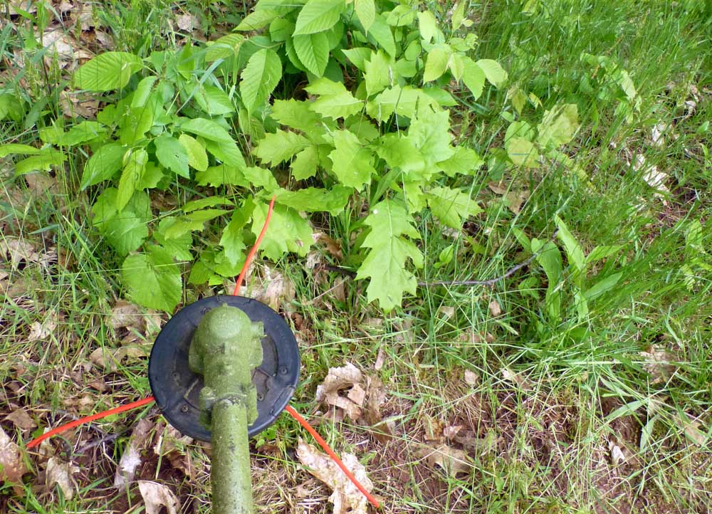 P1110229.jpg