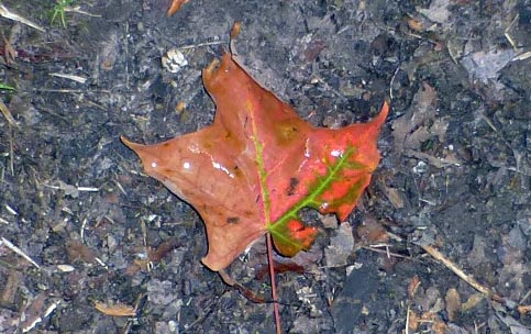 P1120630.jpg