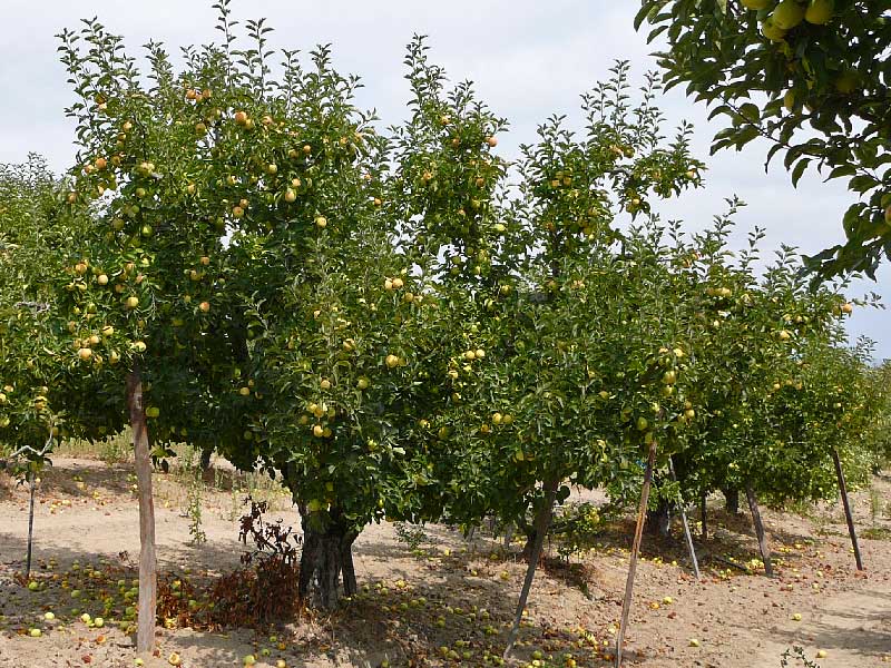 p1140152rgolddeltoharvest-jpg.95773