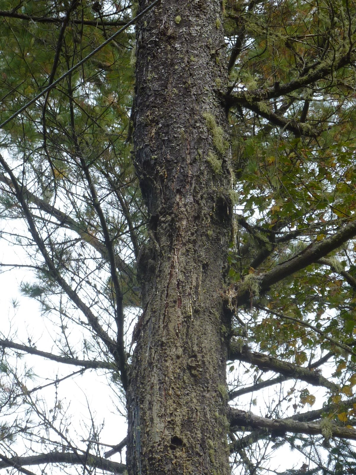 P1150153.JPG