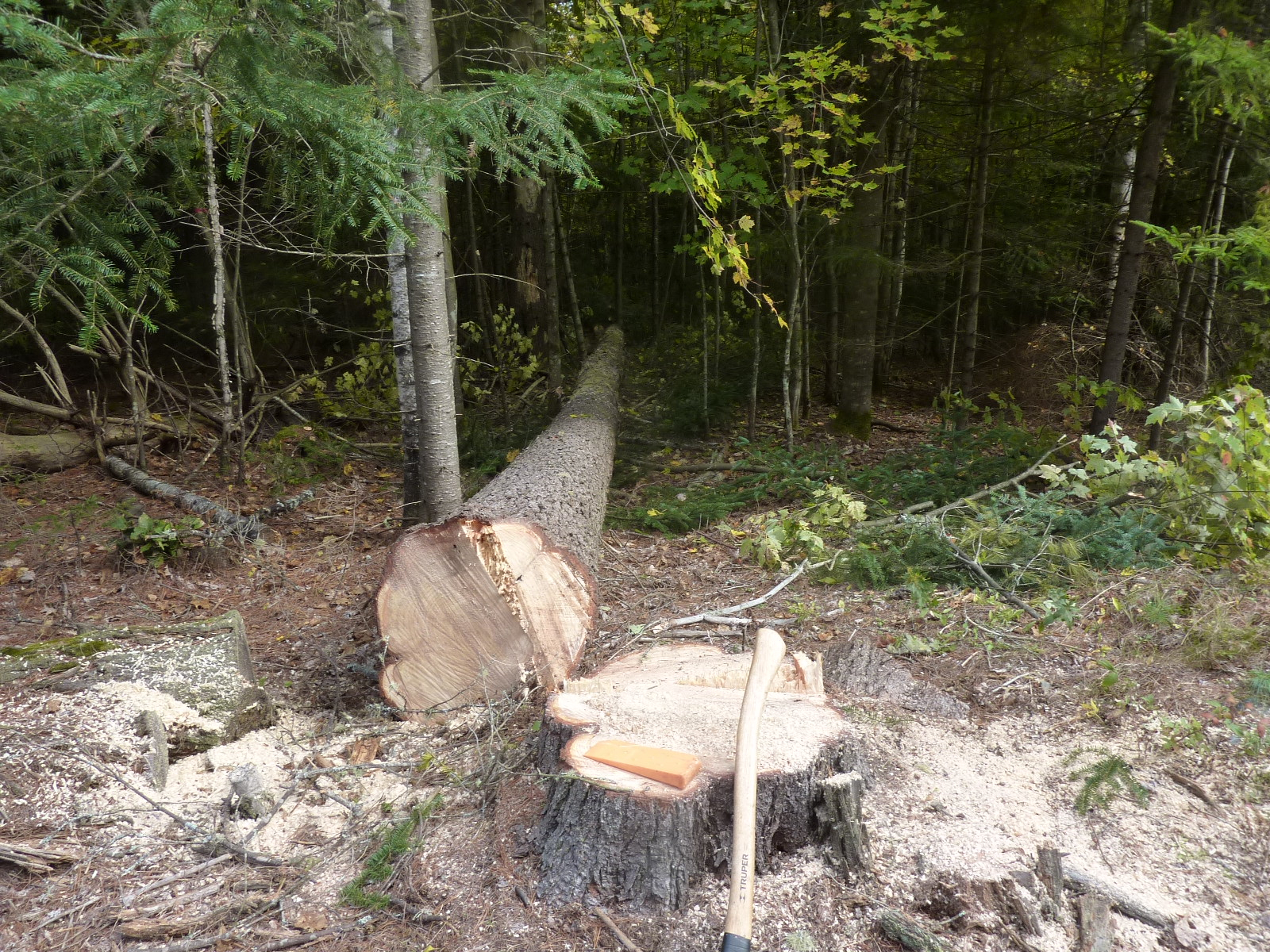 P1150166.JPG