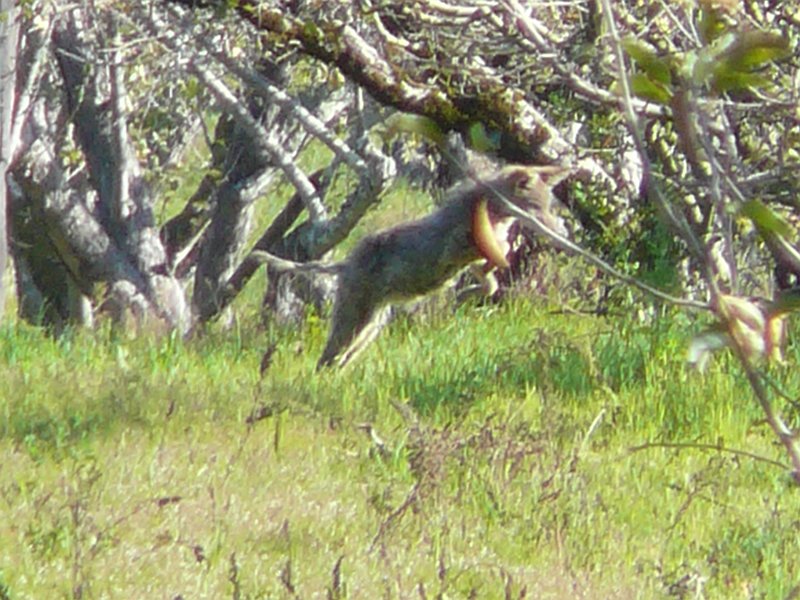 p1650892rcoyotepounce-jpg.241189
