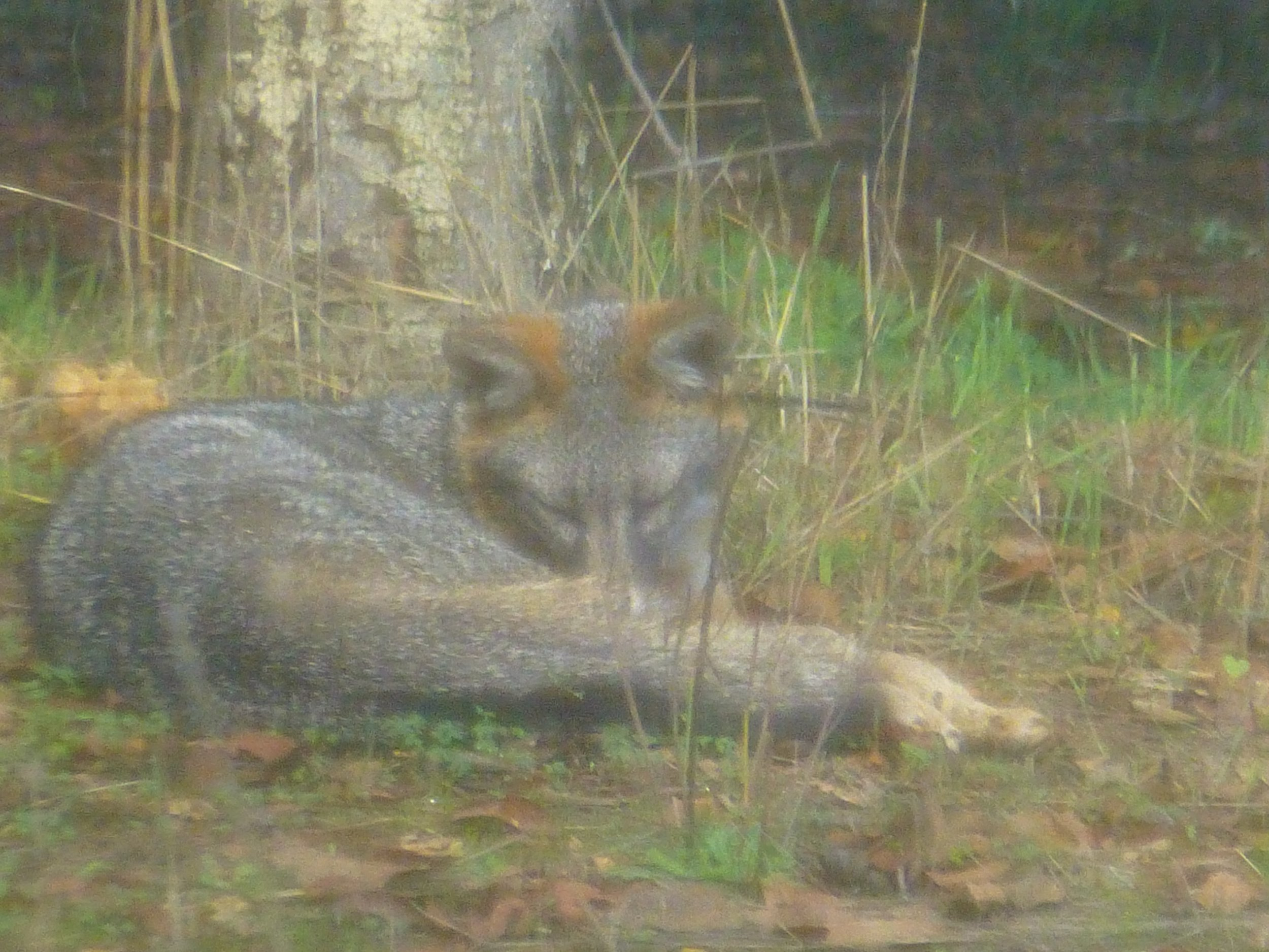 P1900975Fox-NapByTree.JPG