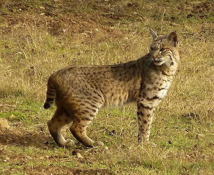 p1930243rbobcat2-jpg.677336