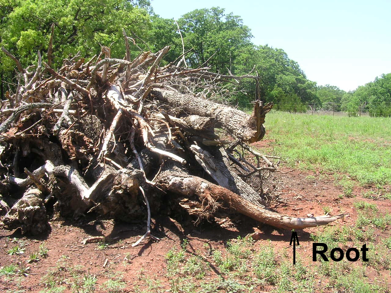 P5160005 root.jpg