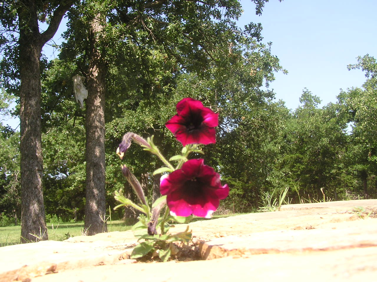 P6200005.JPG
