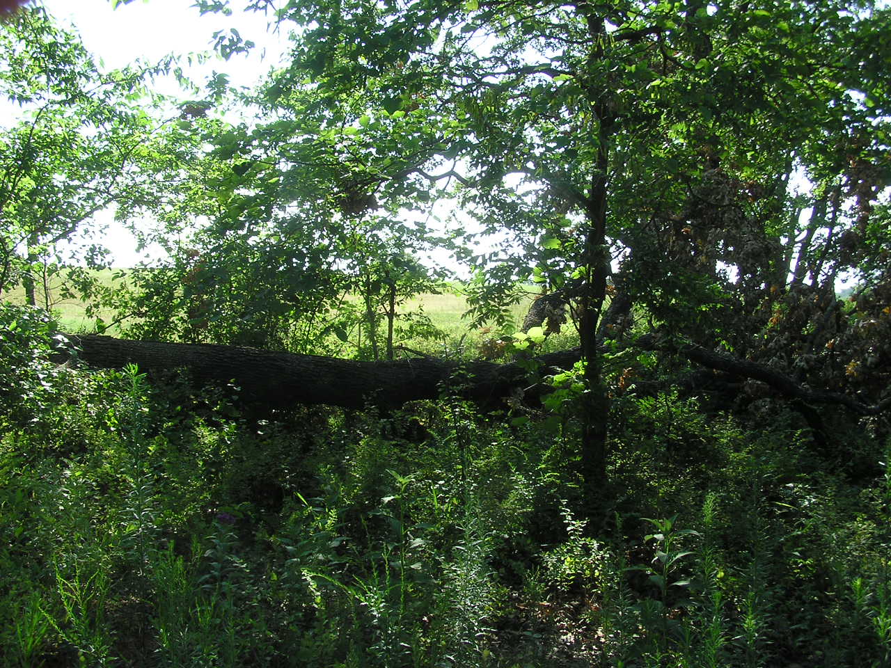 P7150009.JPG