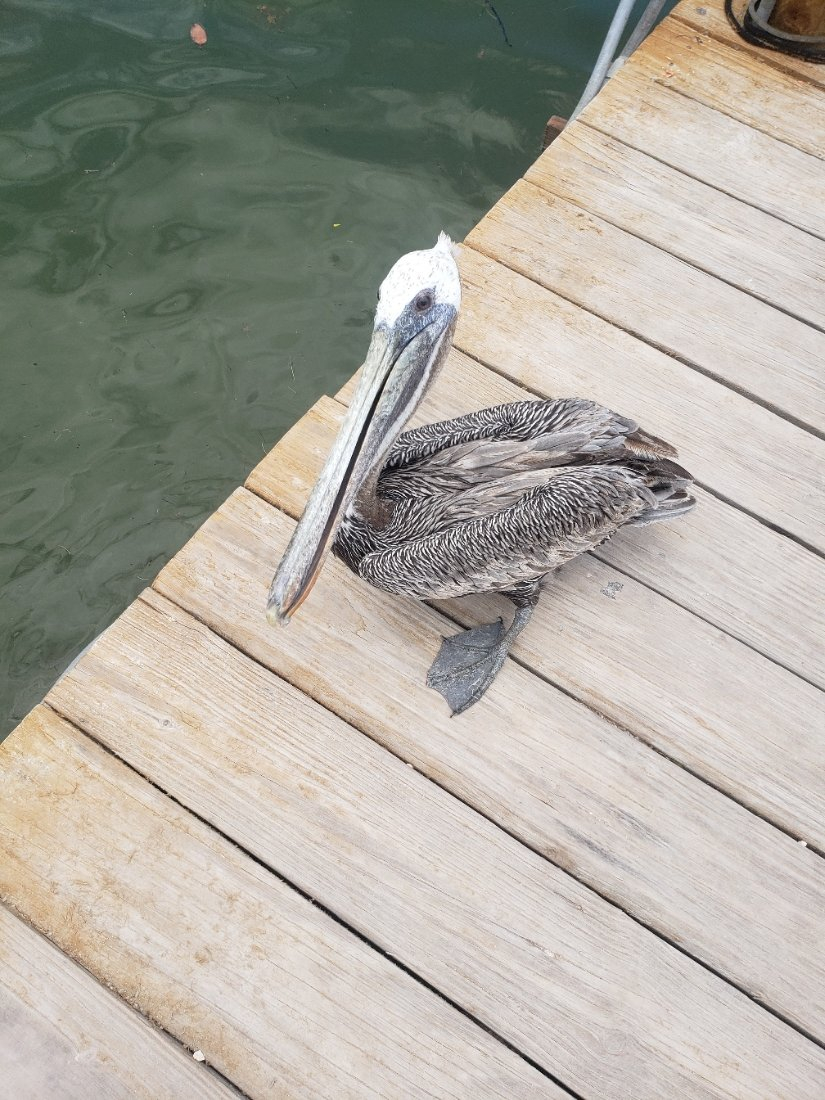 Pelican20210726_130603.jpg