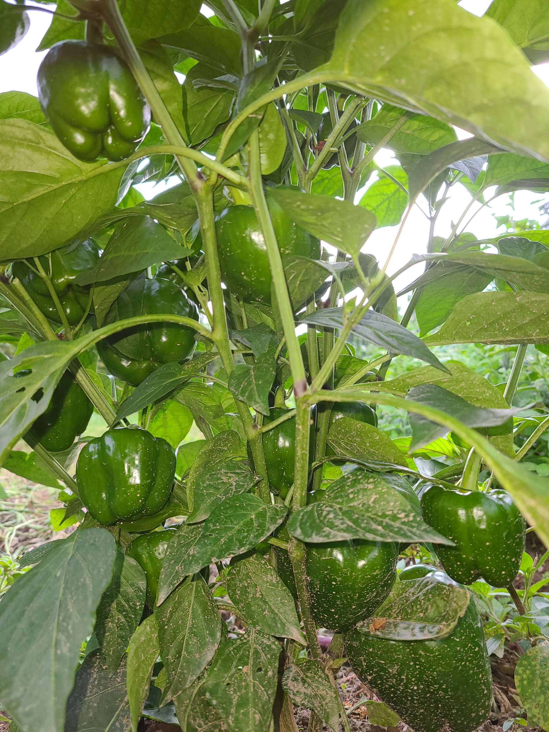 pepper.jpg