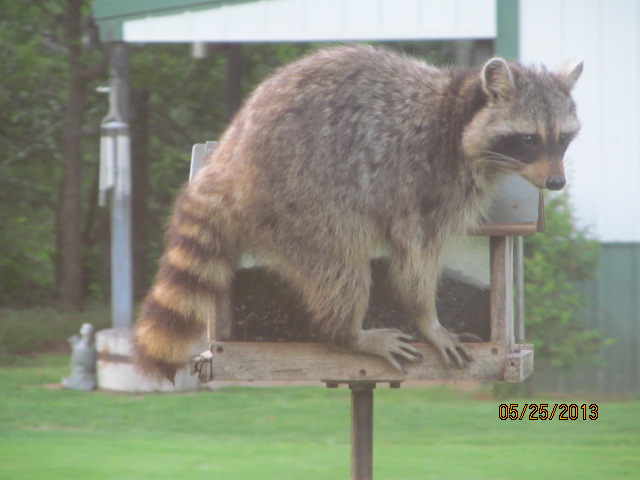 pets 524.jpg