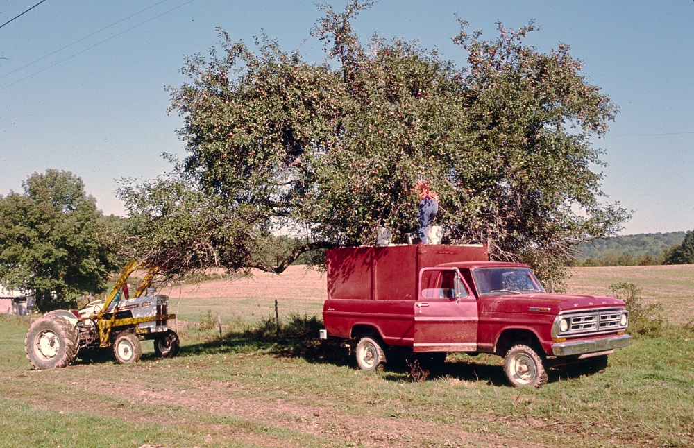 picking apples 1972r.jpg