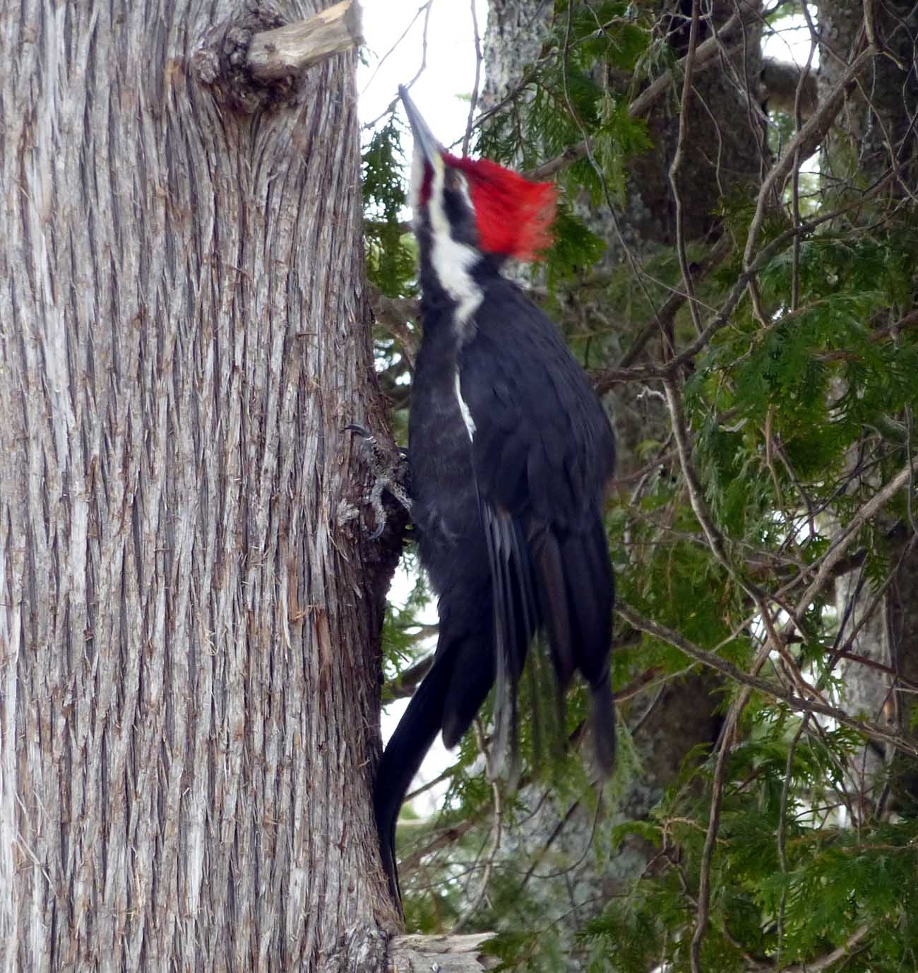pilbird29.jpg