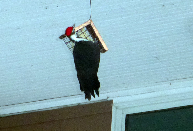 Pileated 0777.jpg