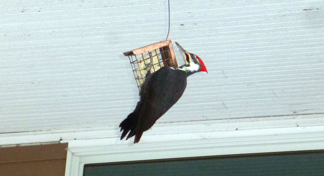 Pileated 0779.jpg