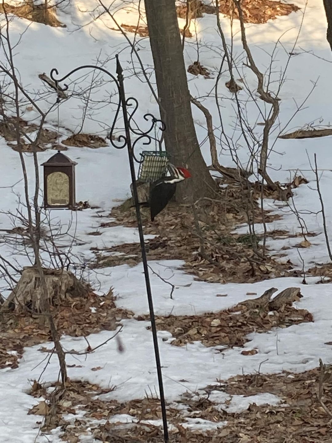 pileated88866_n.jpg