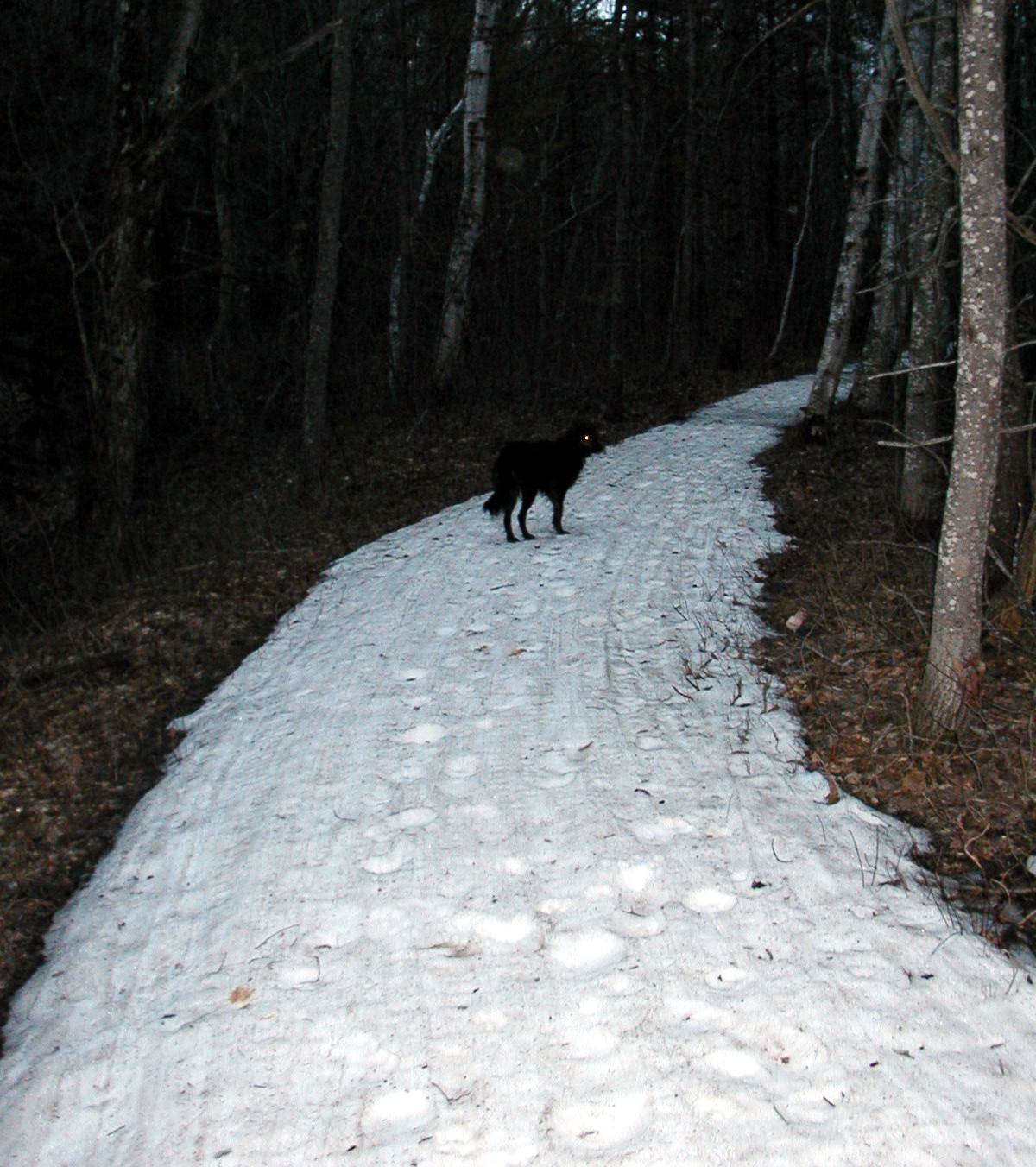 Pineloop spring 08.III.jpg