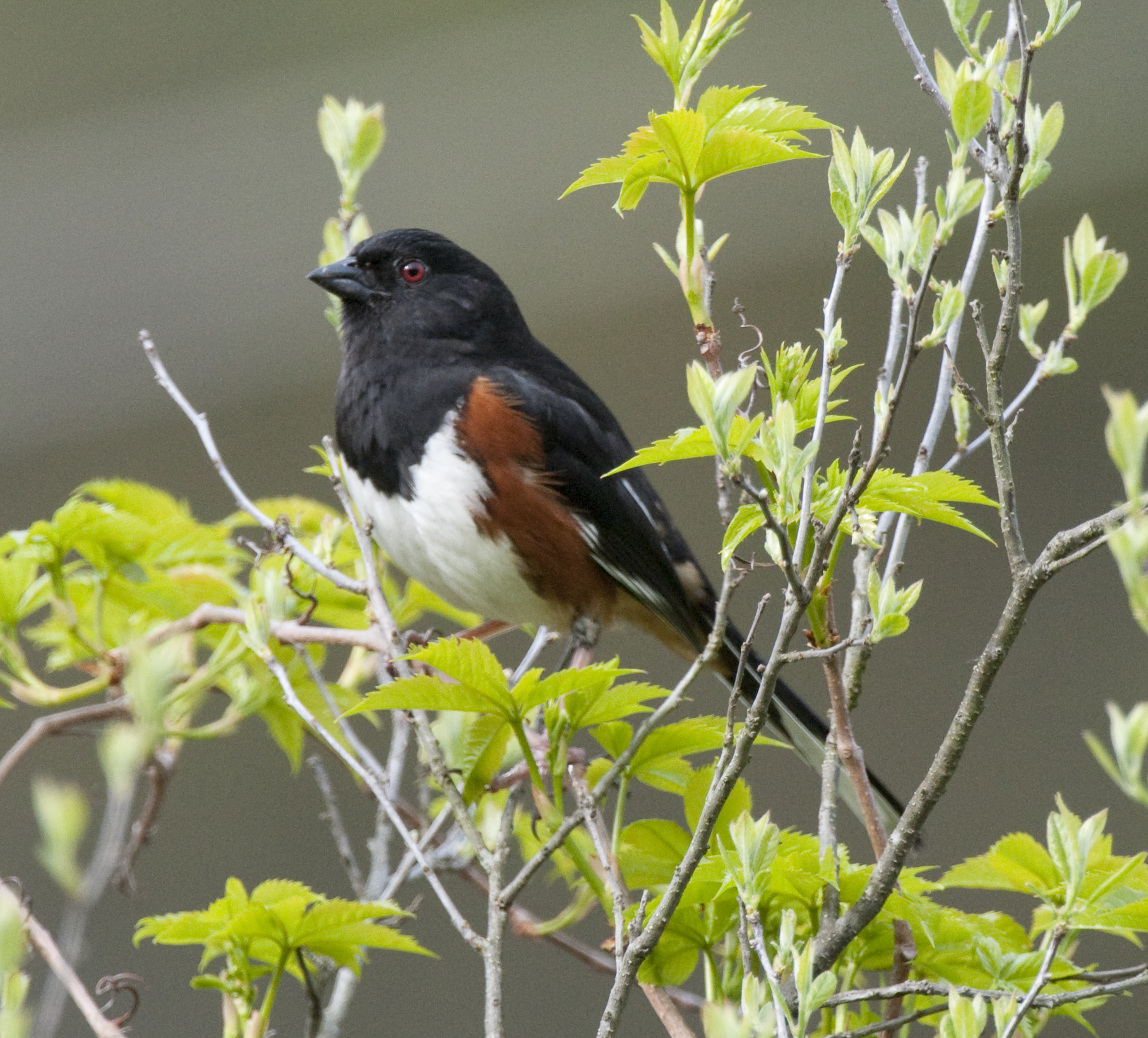 Pipilo_erythrophthalmus_-Quabbin_Reservoir,_Massachusetts,_USA_-male-8.jpg