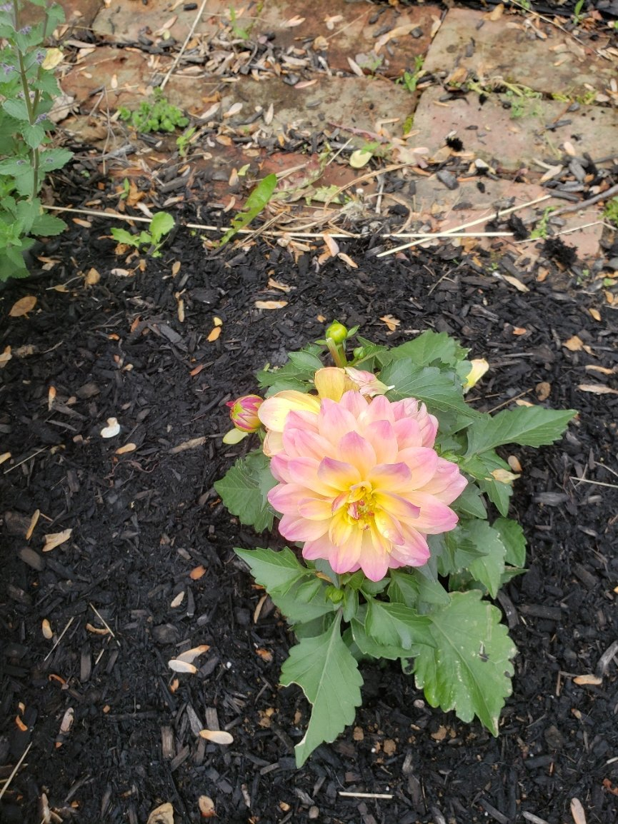 plant21_1_20210510_114349.jpg