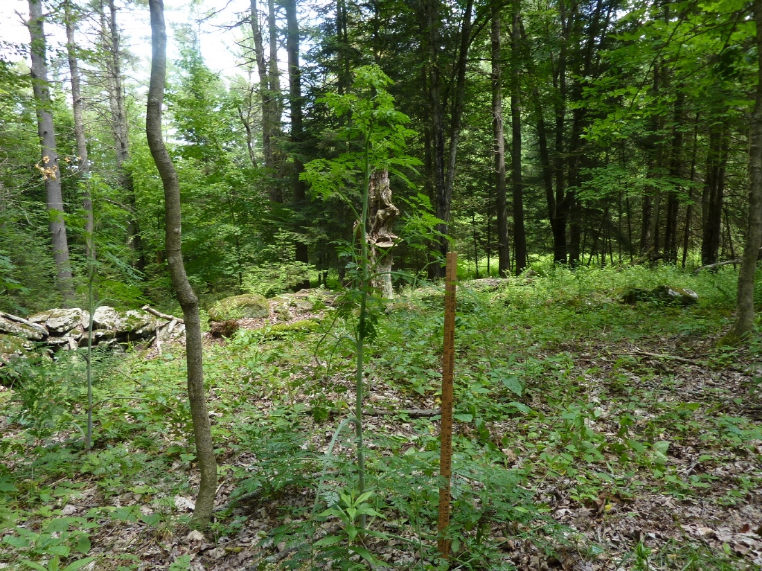 PoisonHemlock1.JPG