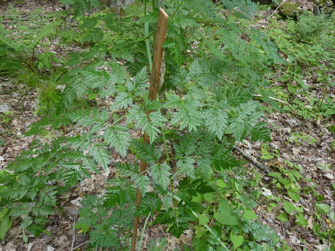 PoisonHemlock3.JPG